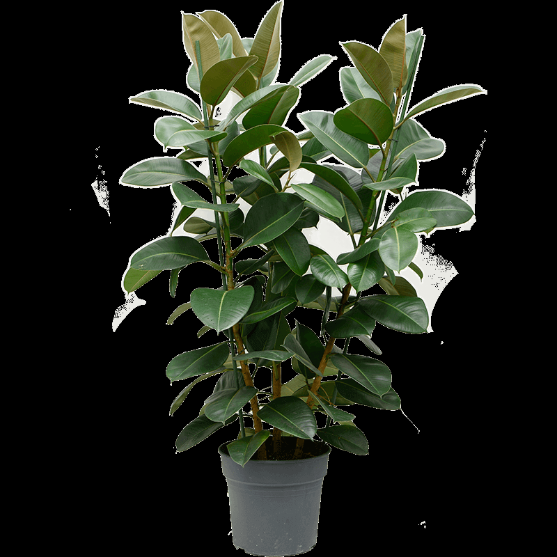 Ficus Elastica 'robusta' - View 26 from www redcrocus com