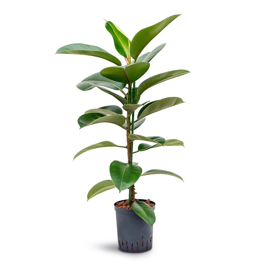 Ficus Elastica 'robusta' - View 27 from www redcrocus com
