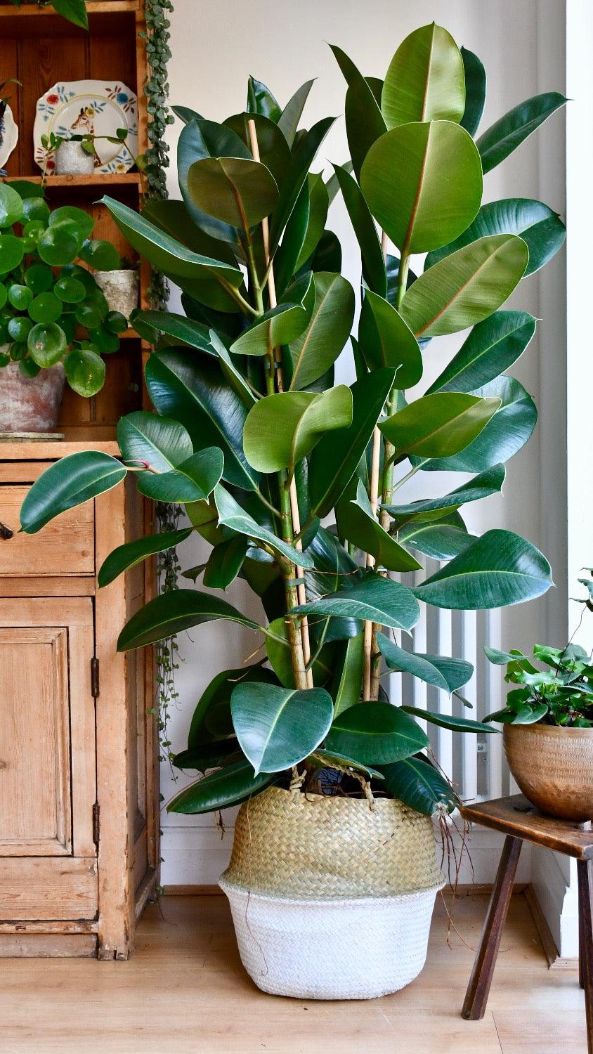 Ficus Elastica 'robusta' - View 28 from www redcrocus com