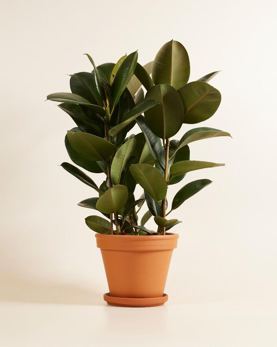 Ficus Elastica 'robusta' - View 29 from www redcrocus com