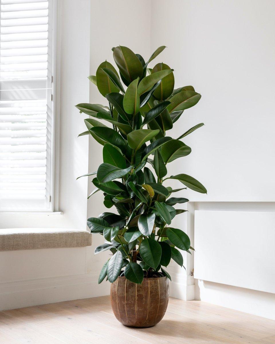Ficus Elastica 'robusta' - View 2 from www redcrocus com