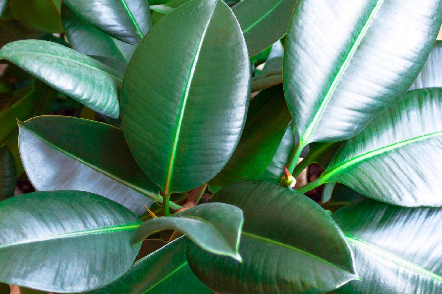 Ficus Elastica 'robusta' - View 30 from www redcrocus com