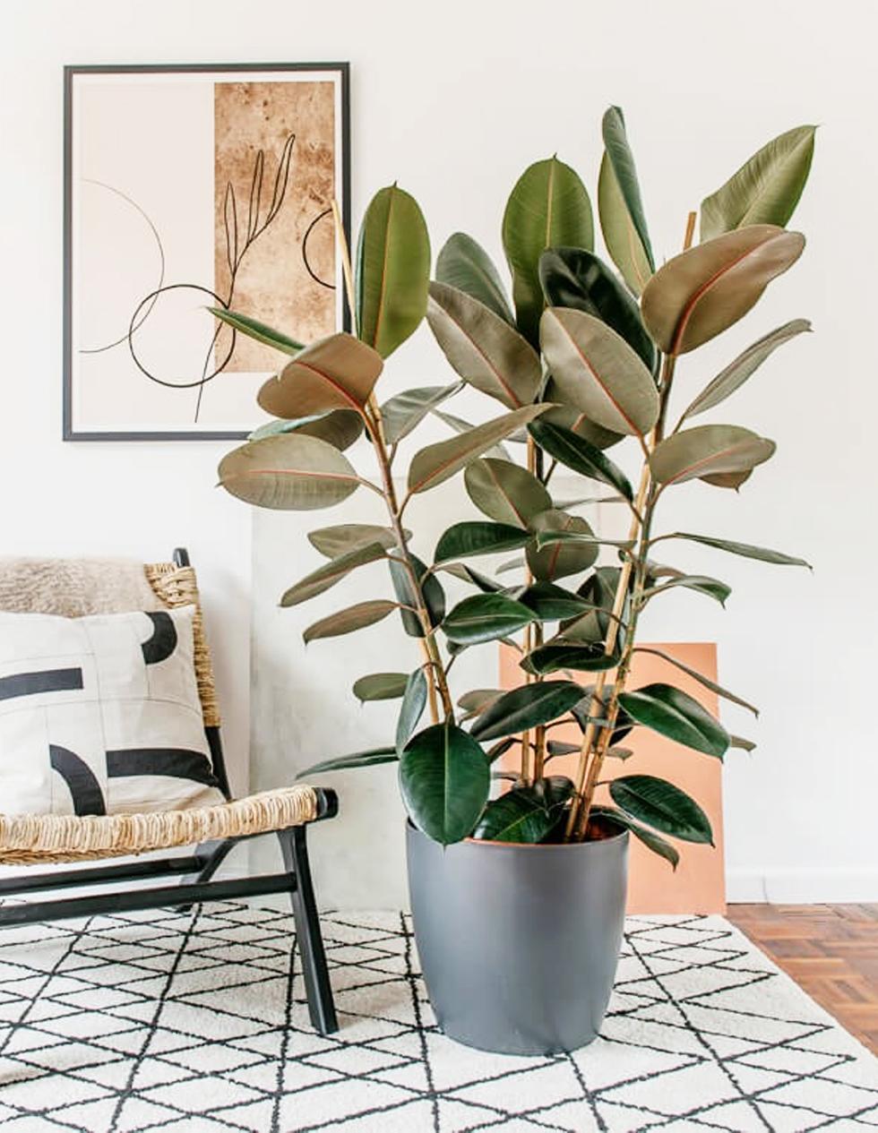 Ficus Elastica 'robusta' - View 31 from www redcrocus com
