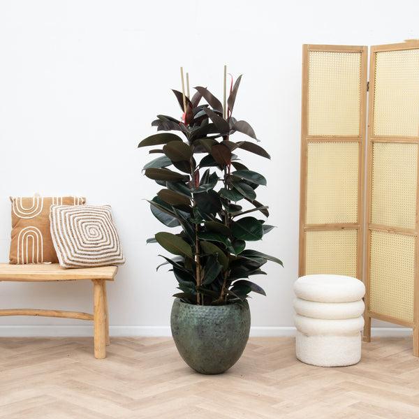 Ficus Elastica 'robusta' - View 32 from www redcrocus com