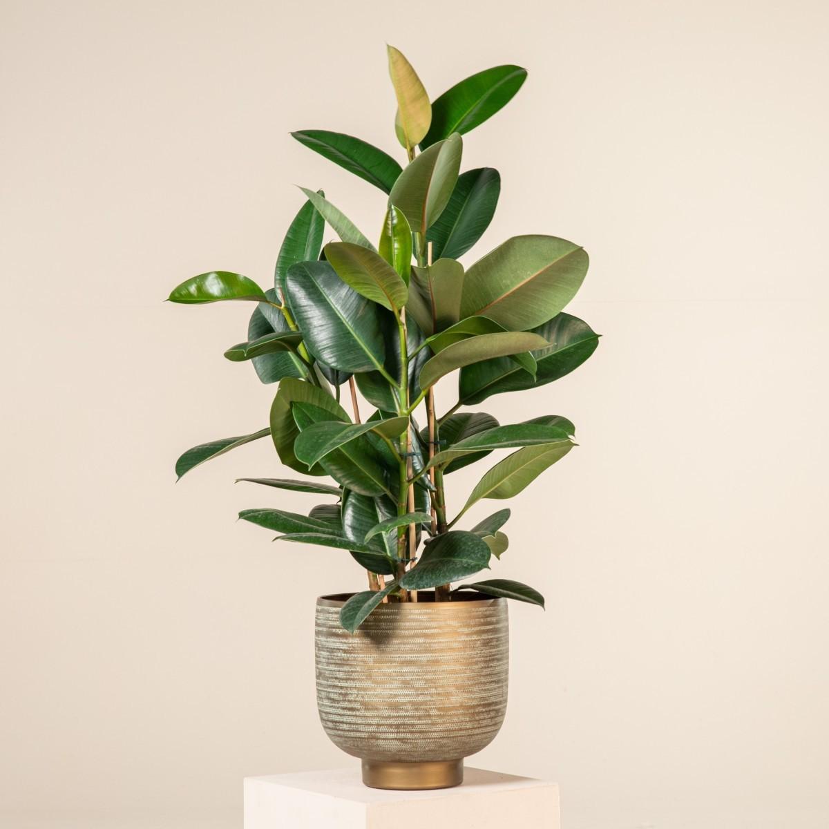 Ficus Elastica 'robusta' - View 33 from www redcrocus com