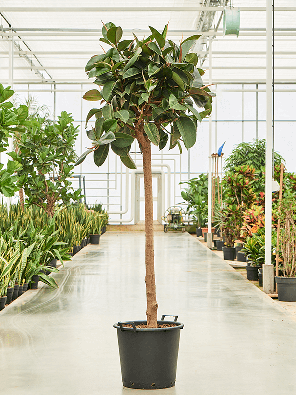 Ficus Elastica 'robusta' - View 34 from www redcrocus com