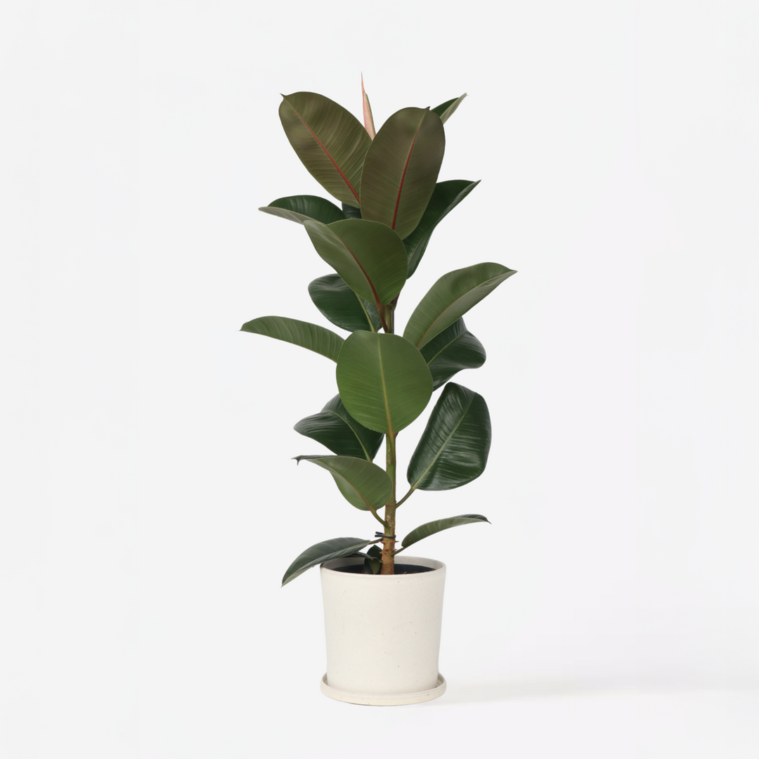 Ficus Elastica 'robusta' - View 35 from www redcrocus com