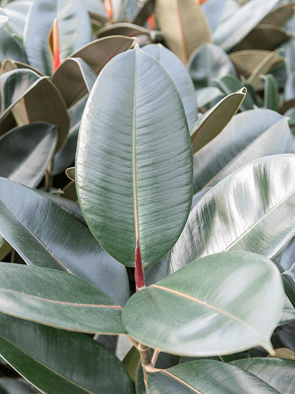 Ficus Elastica 'robusta' - View 37 from www redcrocus com