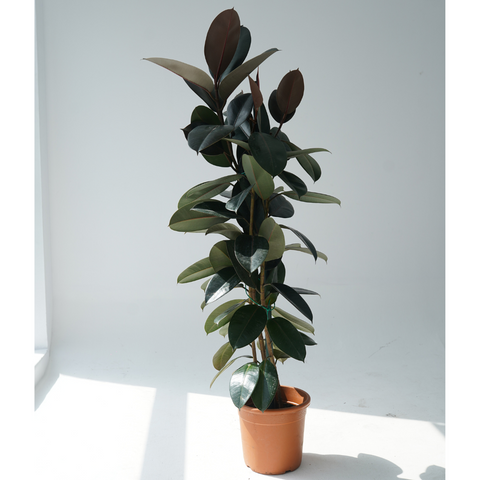 Ficus Elastica 'robusta' - View 3 from www redcrocus com