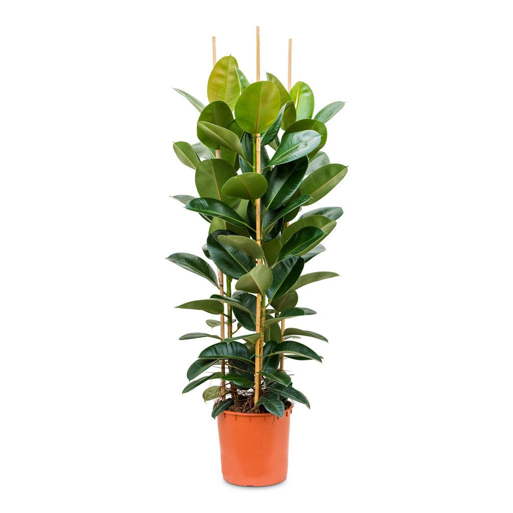 Ficus Elastica 'robusta' - View 4 from www redcrocus com