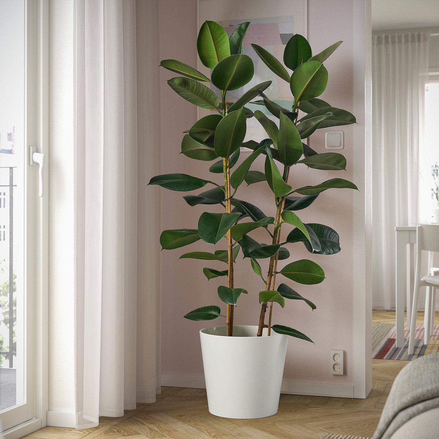 Ficus Elastica 'robusta' - View 5 from www redcrocus com
