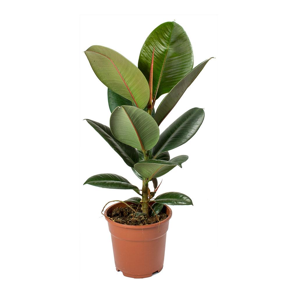 Ficus Elastica 'robusta' - View 7 from www redcrocus com