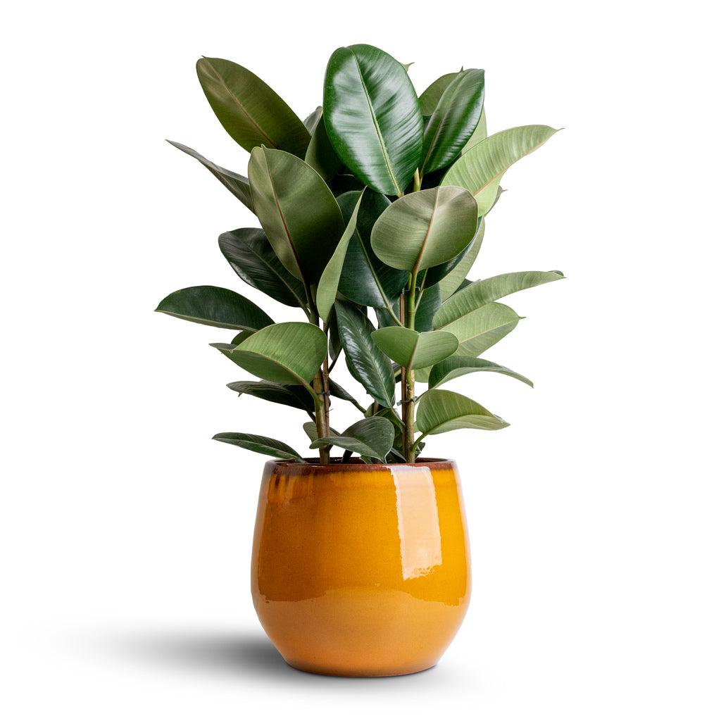 Ficus Elastica 'robusta' - View 8 from www redcrocus com