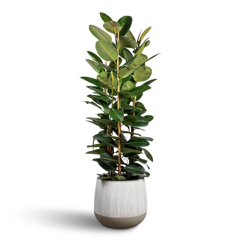 Ficus Elastica 'robusta' - View 9 from www redcrocus com