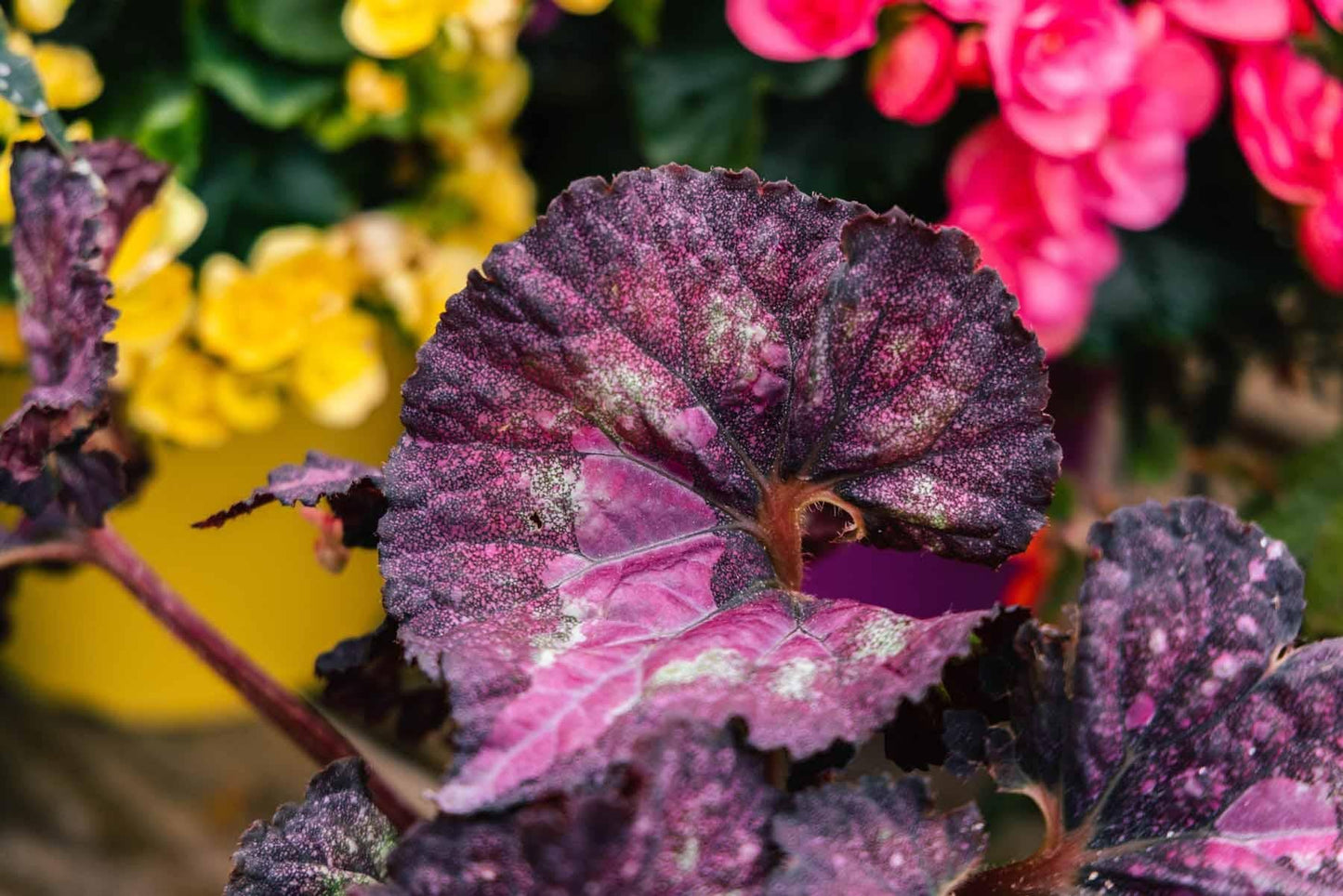 Rex Begonia Assorted - View 10 from www redcrocus com