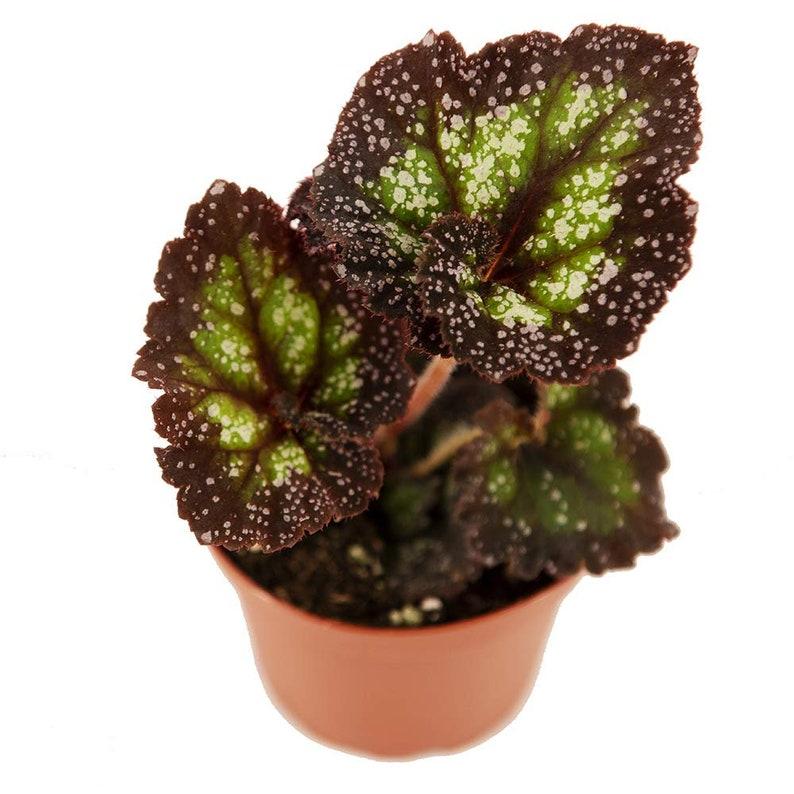 Rex Begonia Assorted - View 13 from www redcrocus com