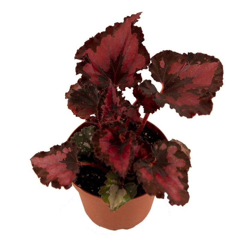 Rex Begonia Assorted - View 14 from www redcrocus com