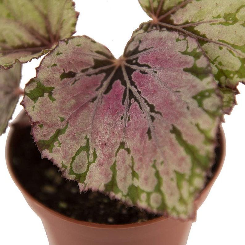Rex Begonia Assorted - View 15 from www redcrocus com