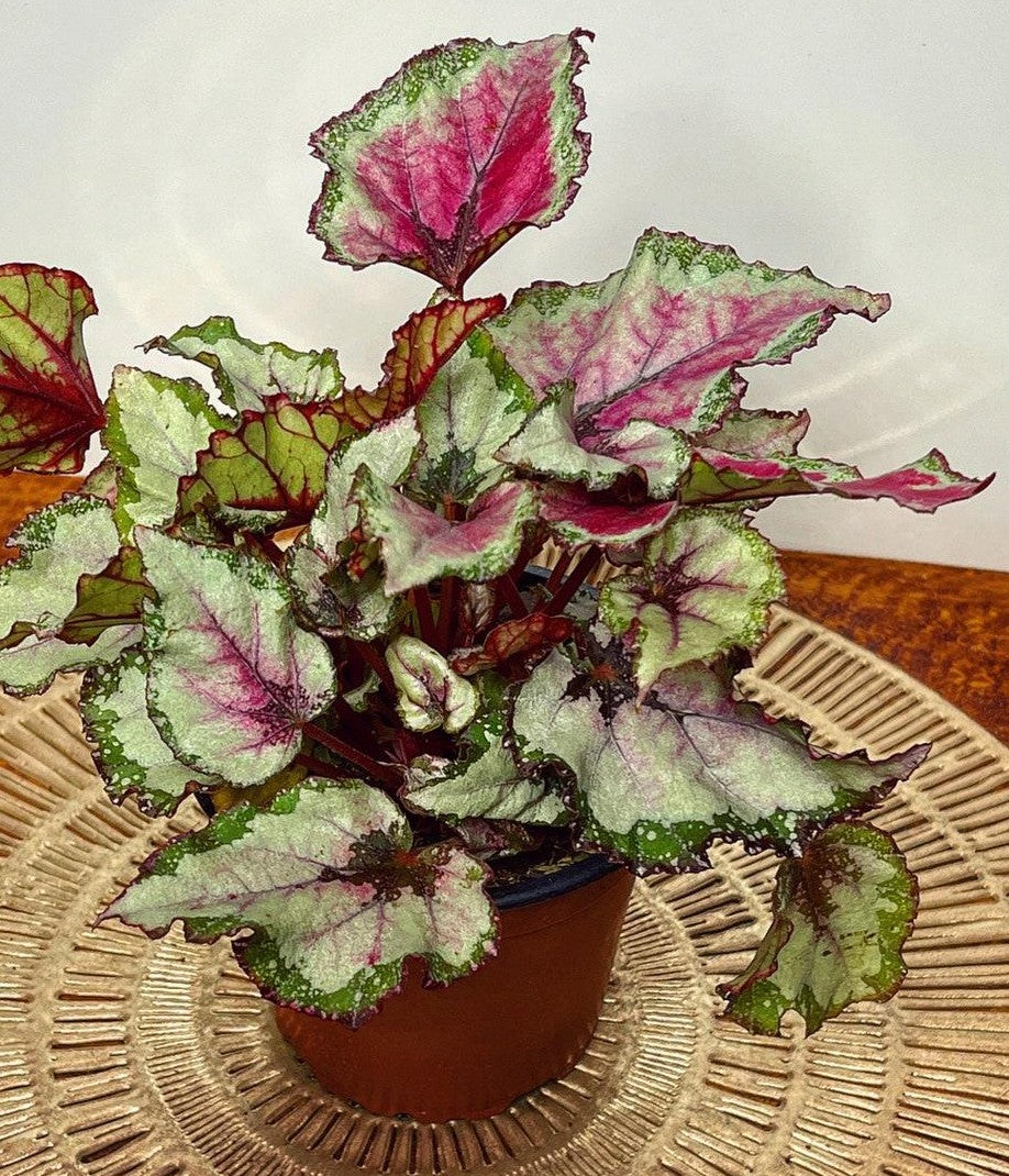 Rex Begonia Assorted - View 4 from www redcrocus com