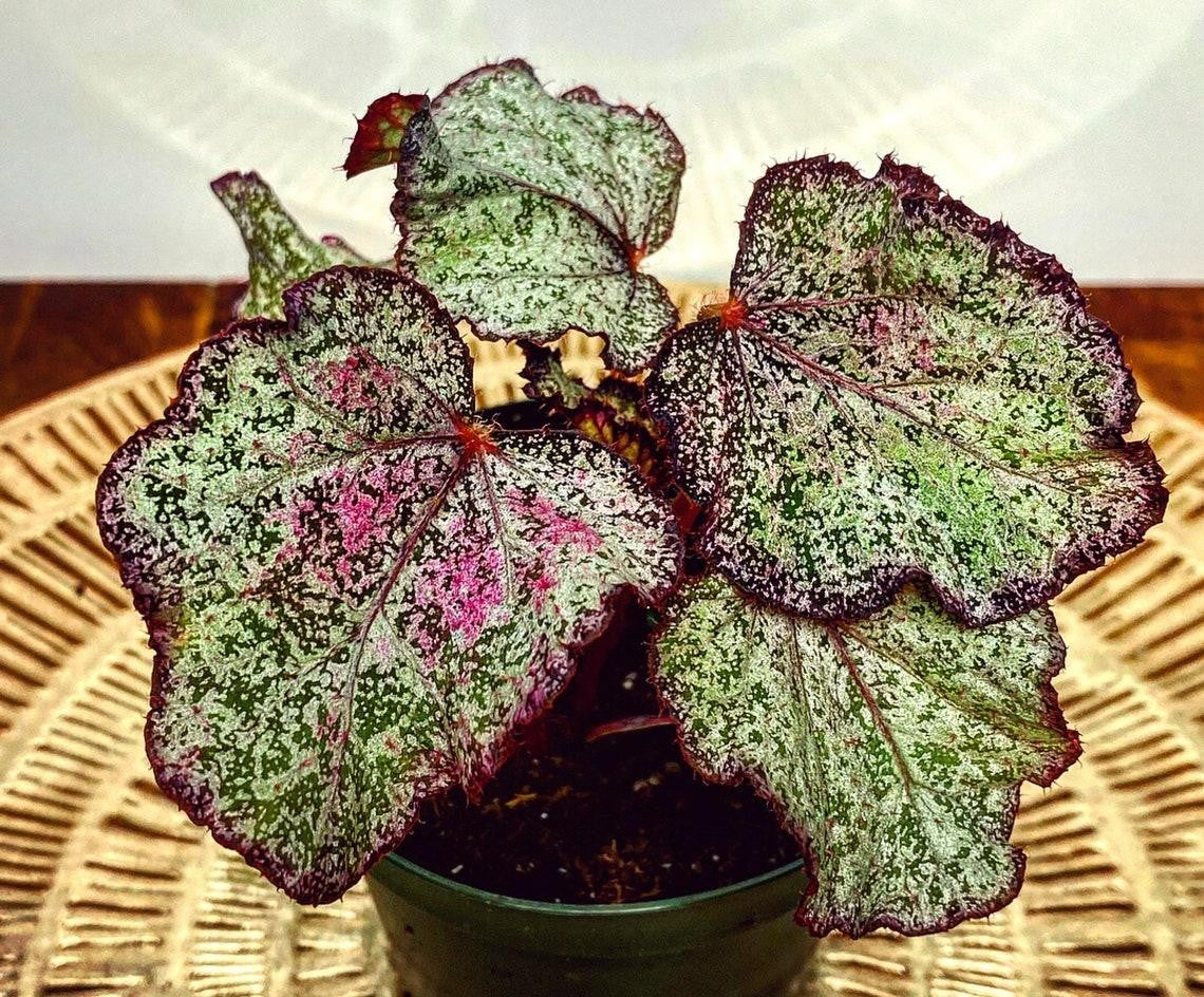 Rex Begonia Assorted - View 5 from www redcrocus com