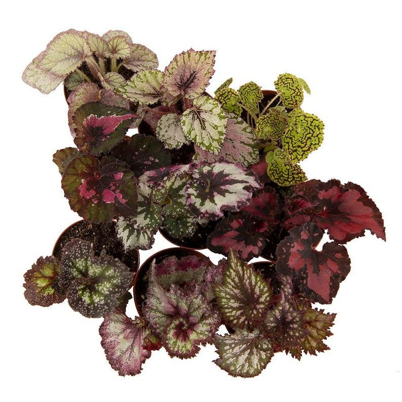 Rex Begonia Assorted - View 6 from www redcrocus com