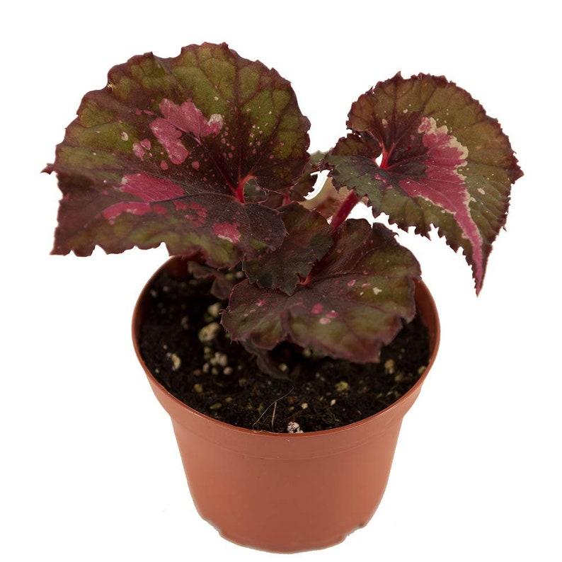 Rex Begonia Assorted - View 7 from www redcrocus com