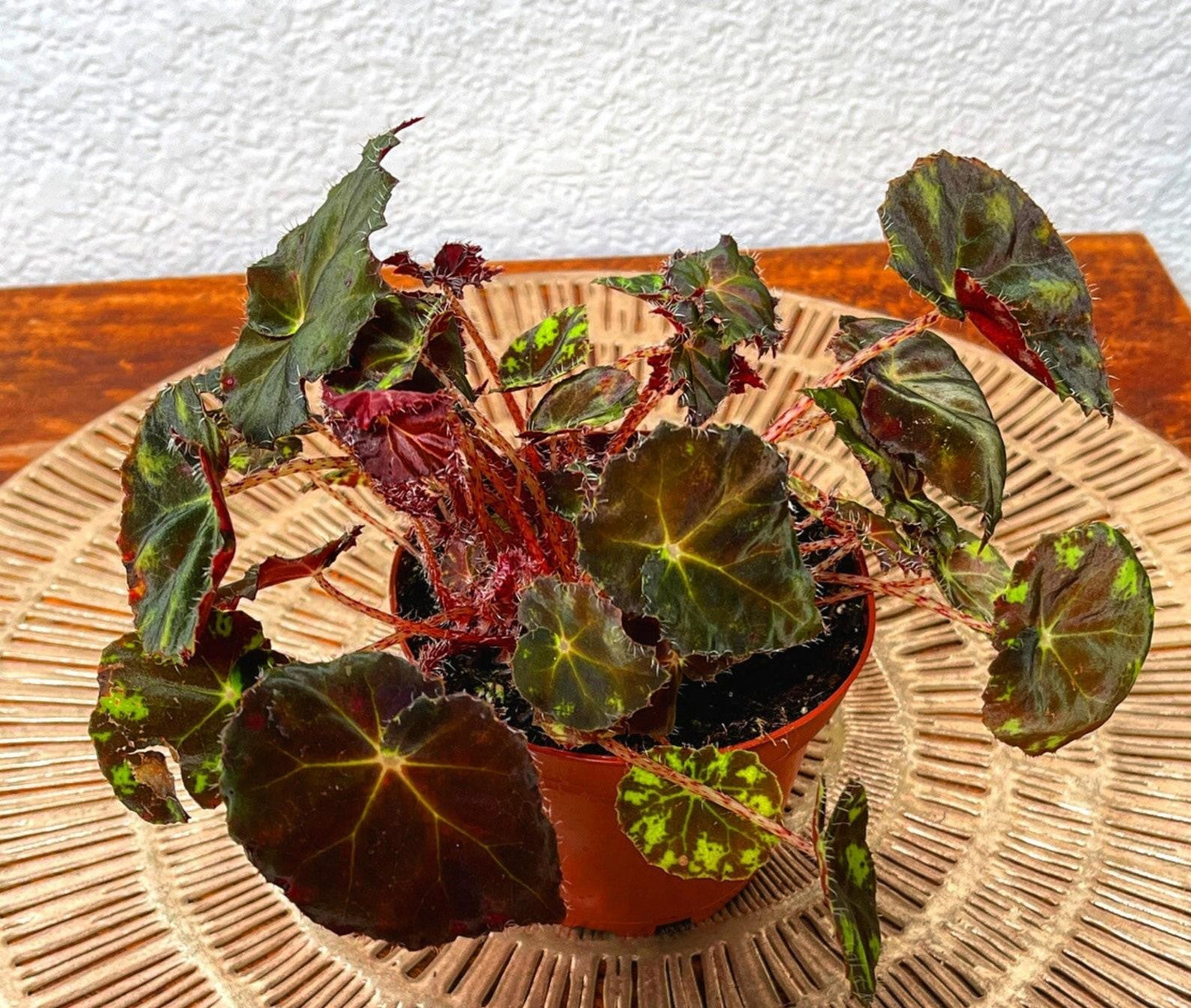 Rex Begonia Assorted - View 9 from www redcrocus com