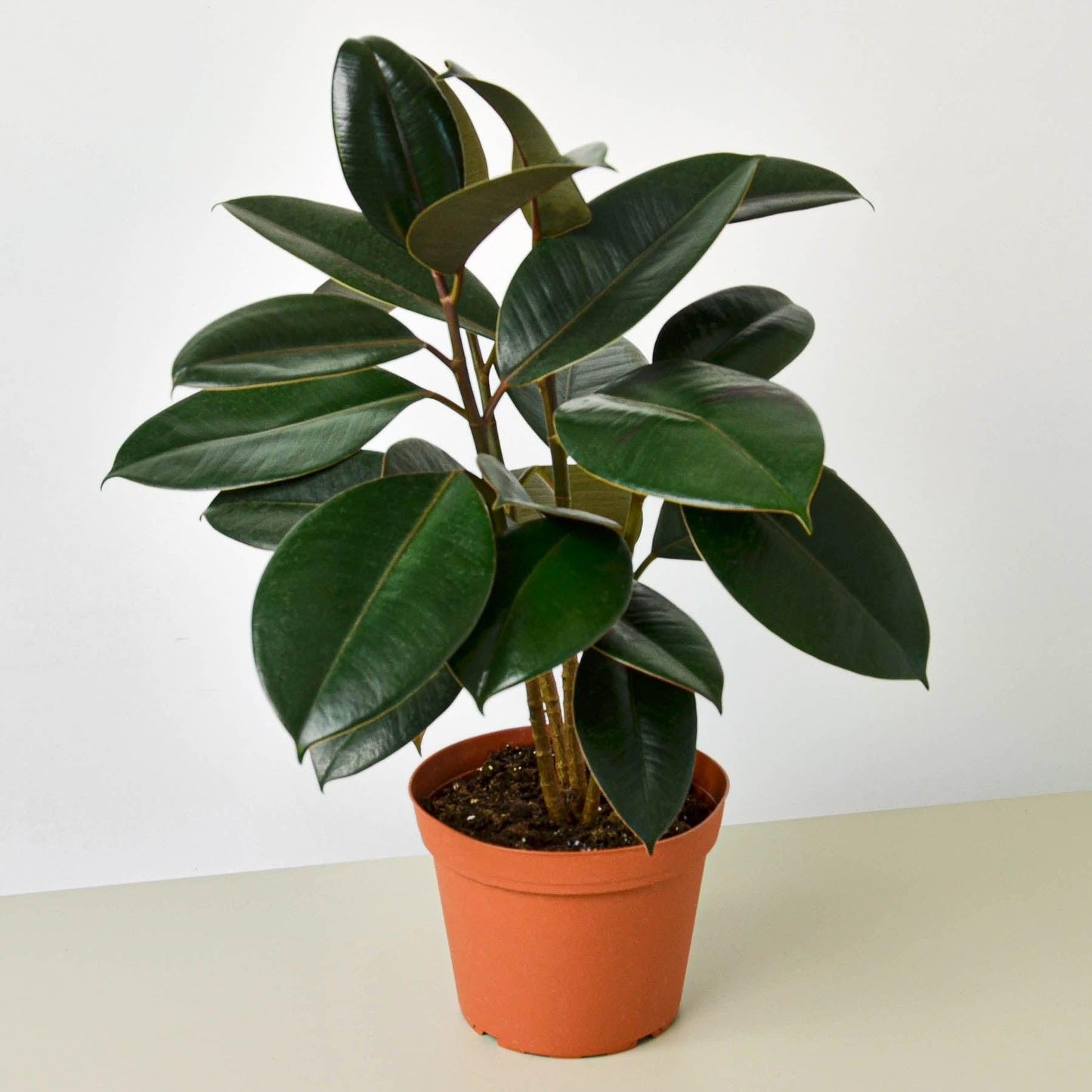 Ficus Elastica Burgundy - View 20 from www redcrocus com
