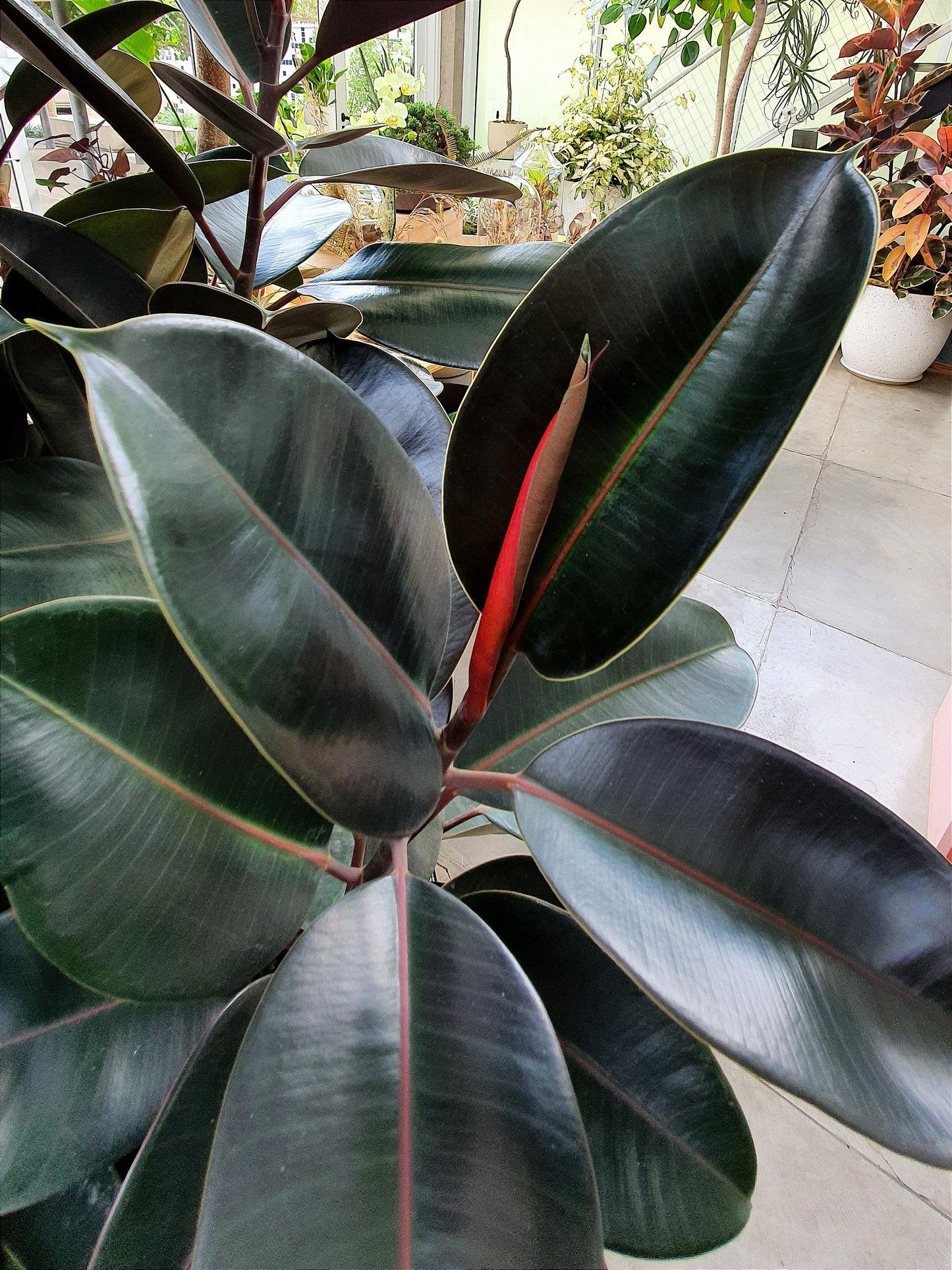 Ficus Elastica Burgundy - View 3 from www redcrocus com