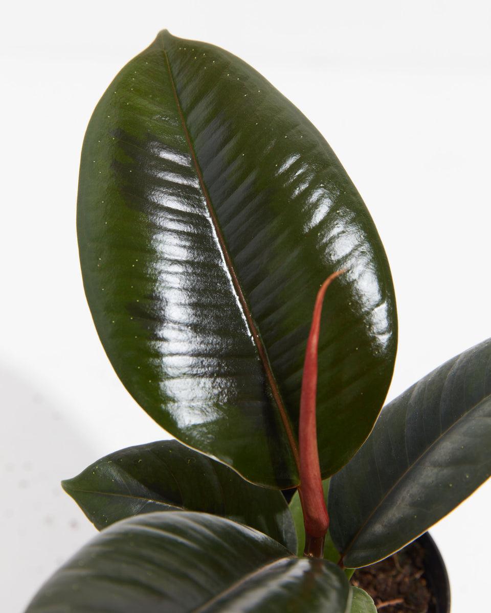 Ficus Elastica Burgundy - View 6 from www redcrocus com