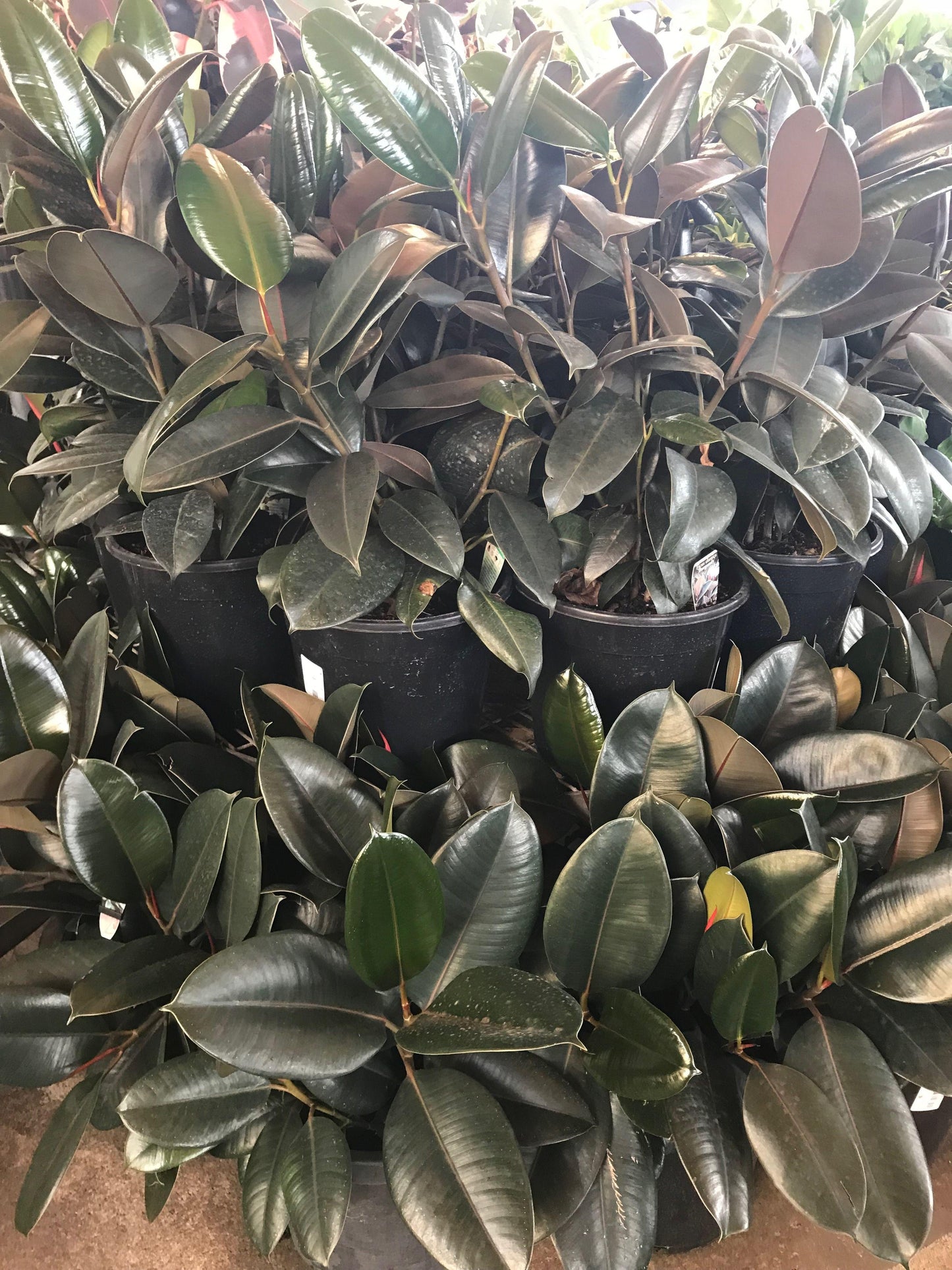 Ficus Elastica 'burgundy' - View 15 from www redcrocus com