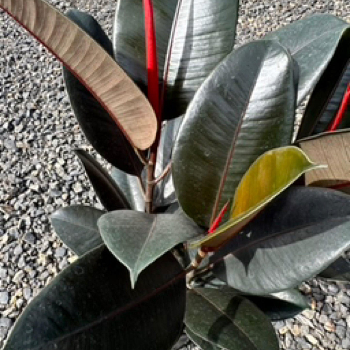 Ficus Elastica 'burgundy' - View 5 from www redcrocus com