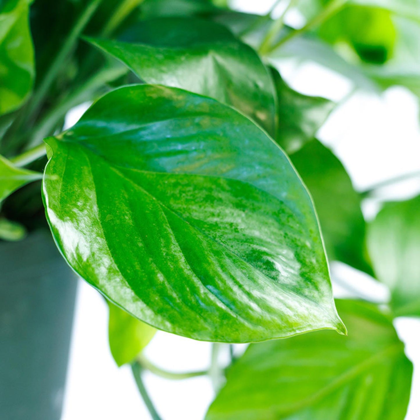 Pothos Epipemnum Aureum Jade - View 19 from www redcrocus com