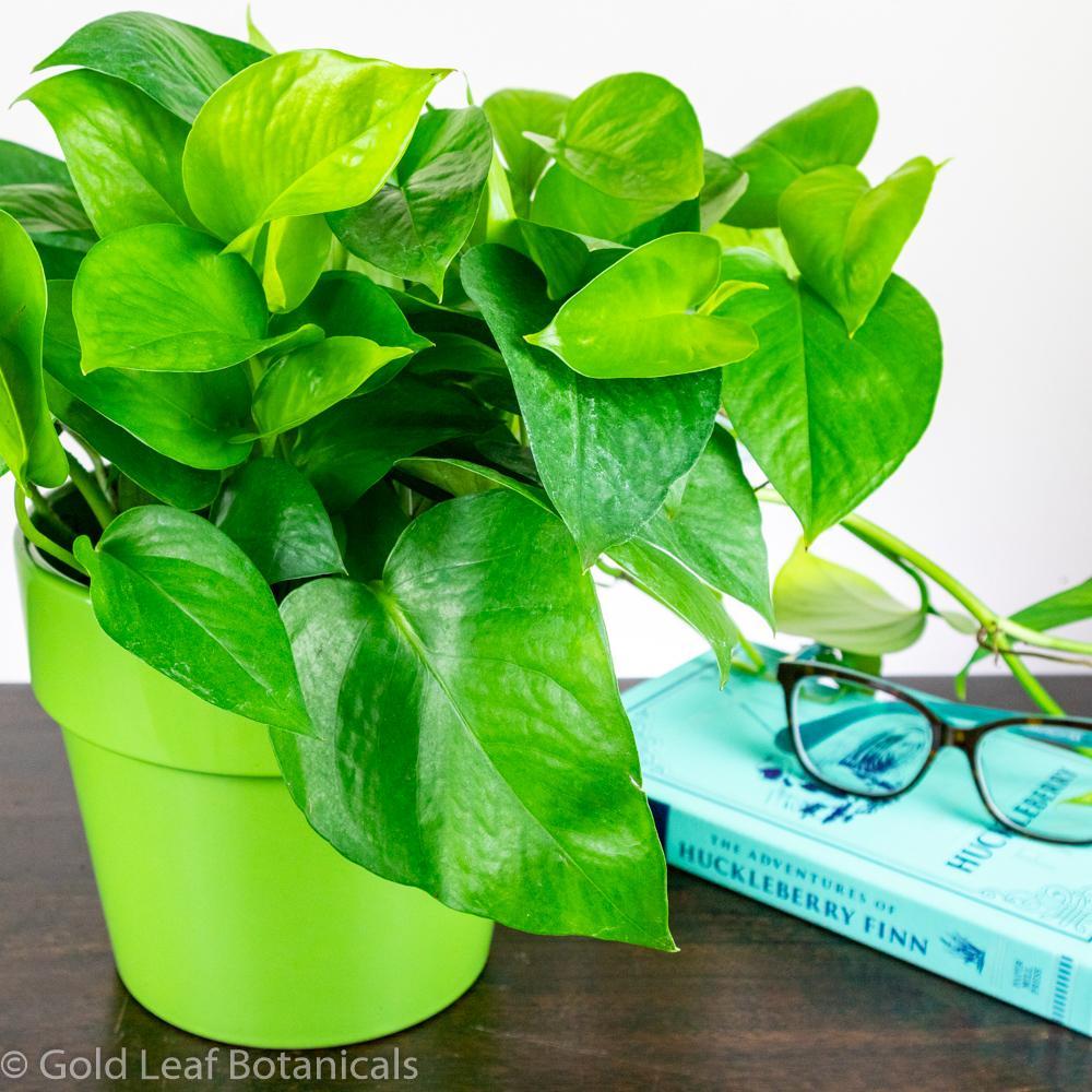 Pothos Epipemnum Aureum Jade - View 20 from www redcrocus com