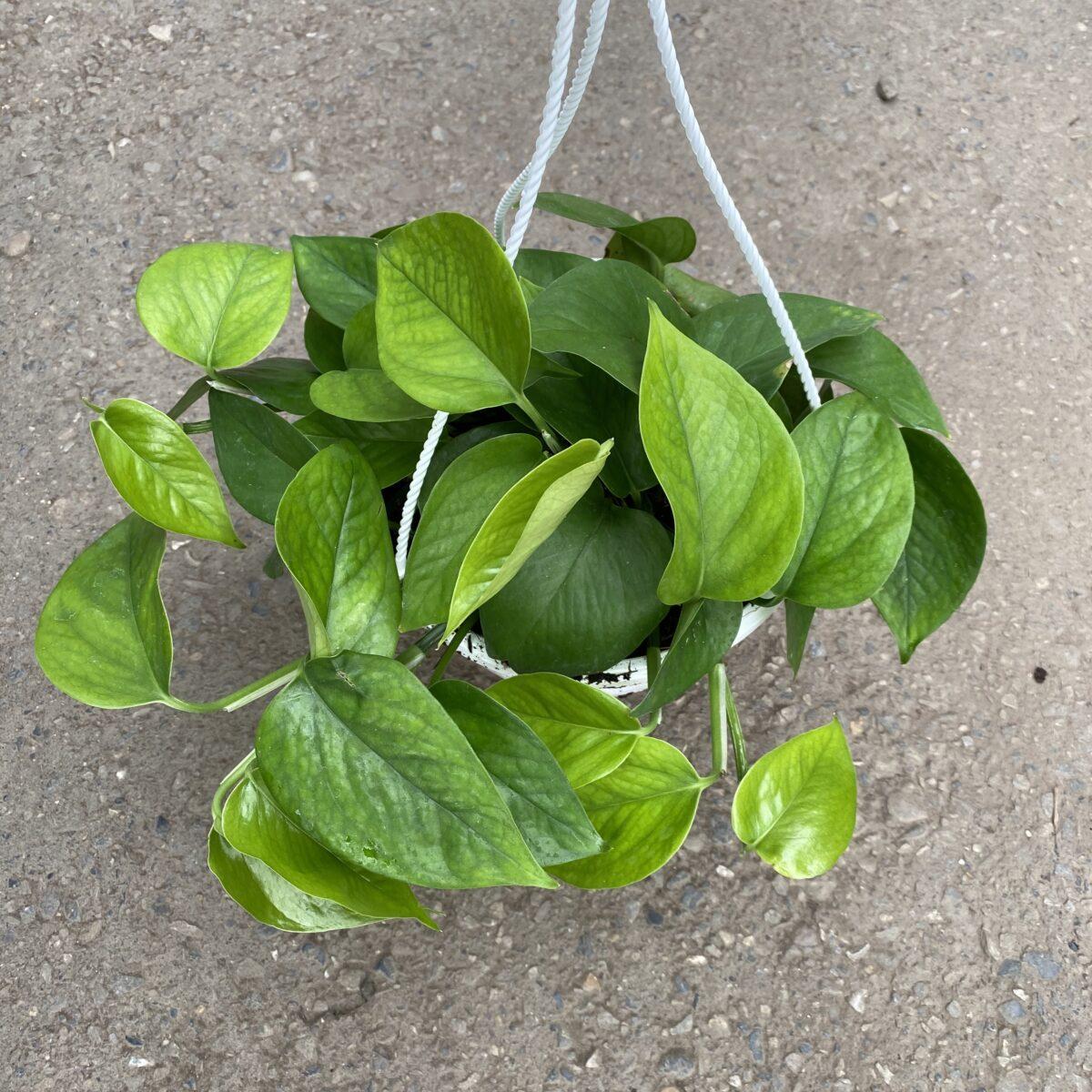 Pothos Epipemnum Aureum Jade - View 4 from www redcrocus com