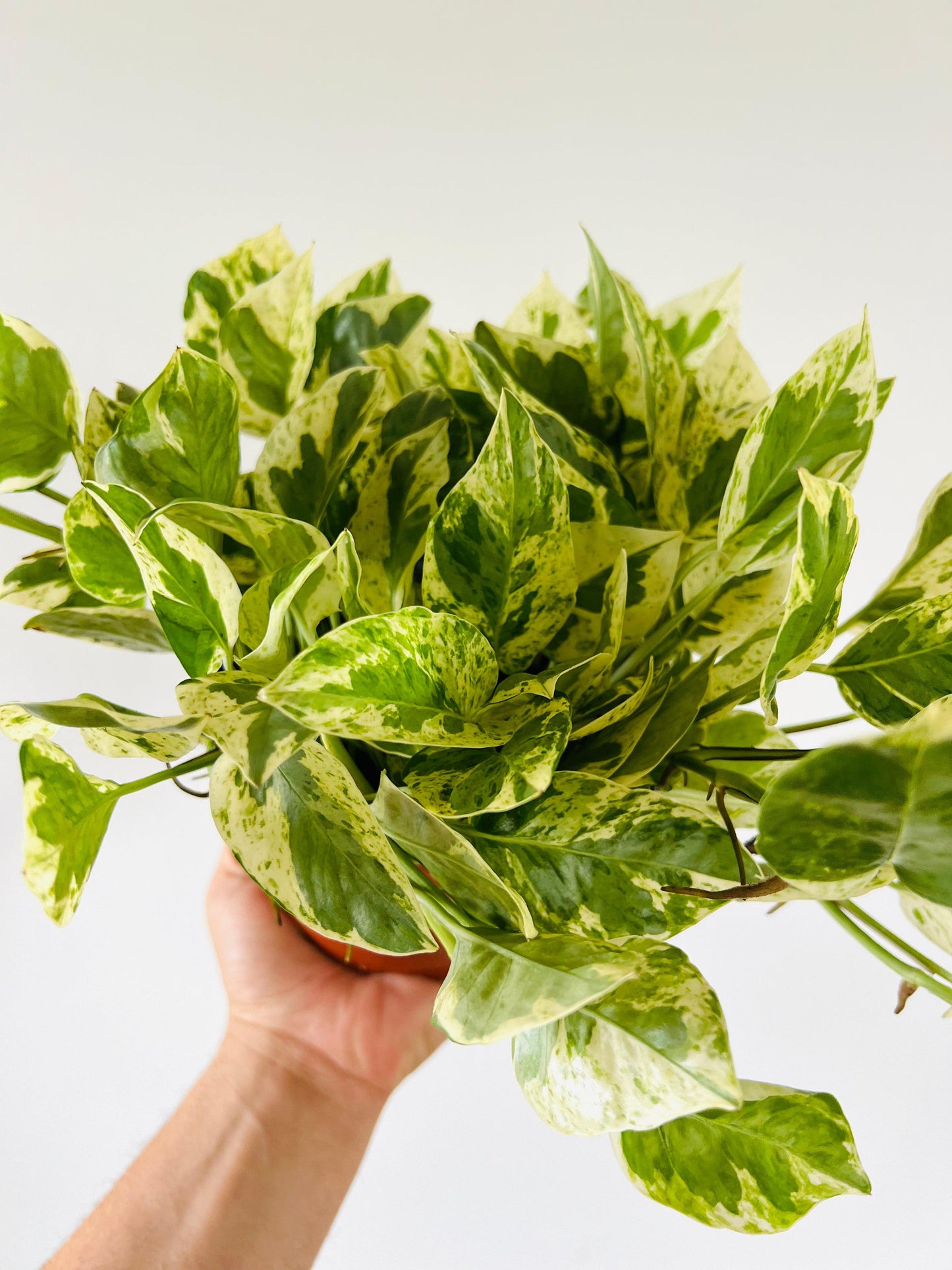 Pothos Epipemnum Aureum Jade - View 8 from www redcrocus com