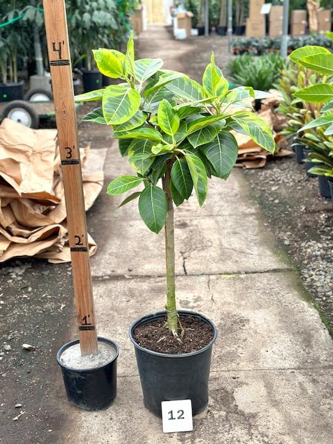 Ficus Altissima Assorted Standard - View 12 from www redcrocus com