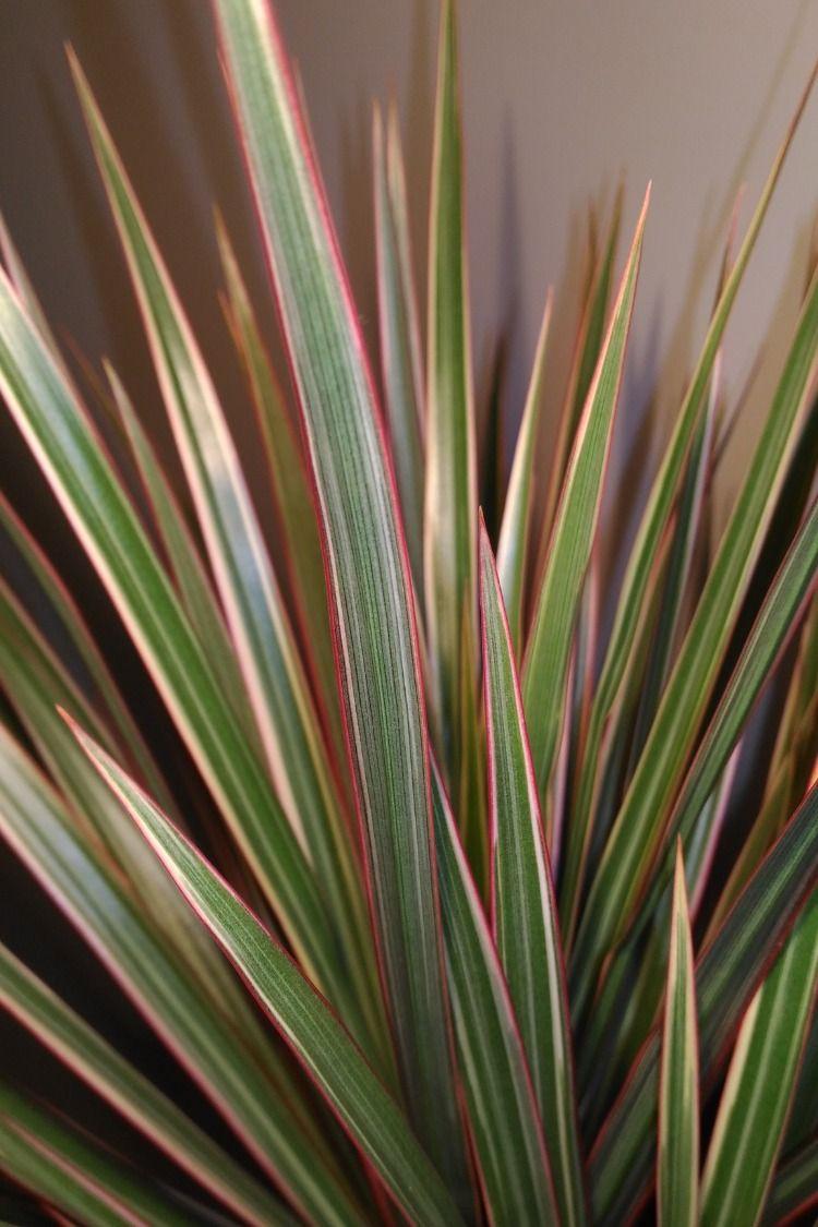 Dracaena Marginata 'bicolor' - View 10 from www redcrocus com