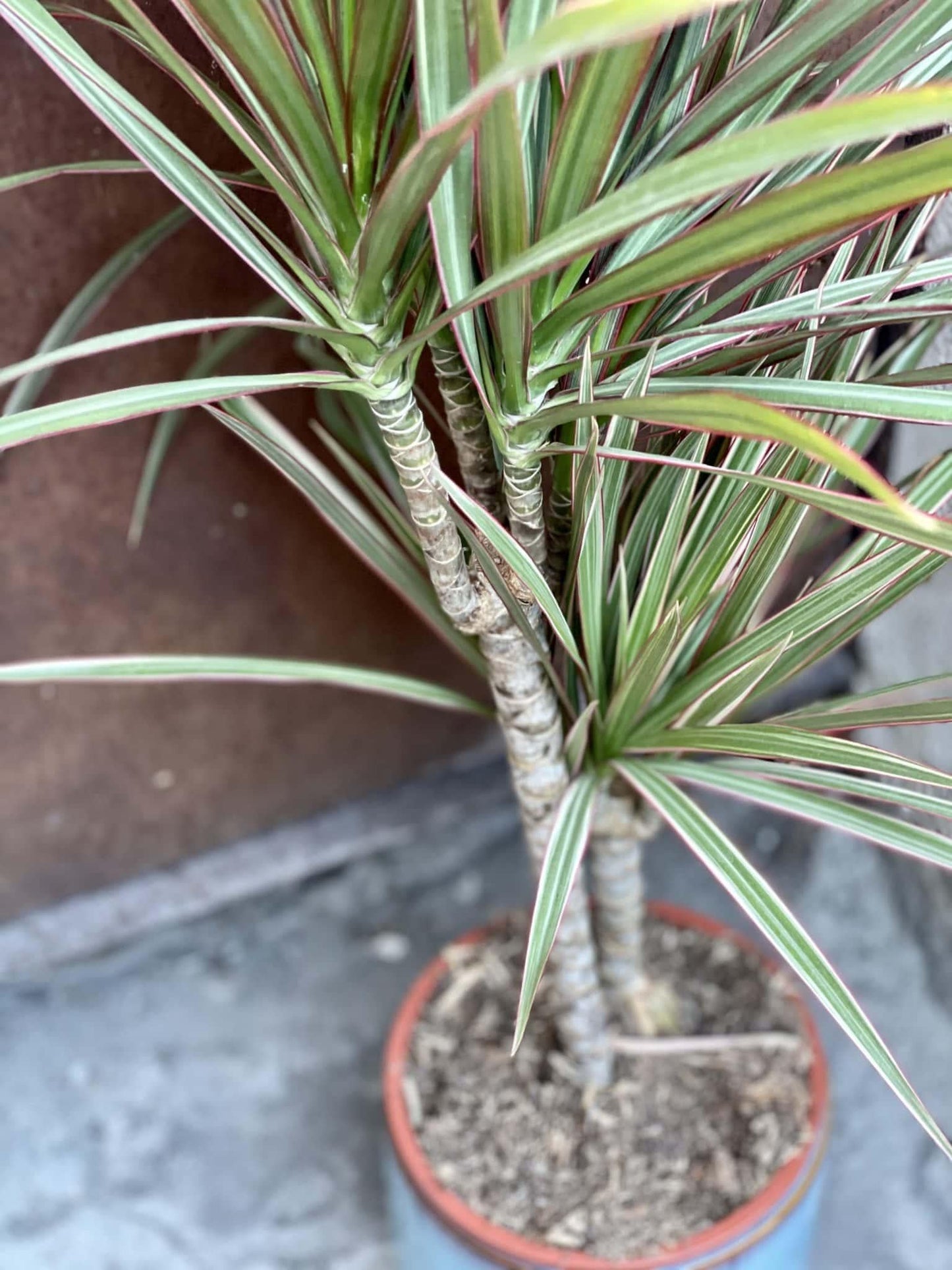 Dracaena Marginata 'bicolor' - View 11 from www redcrocus com