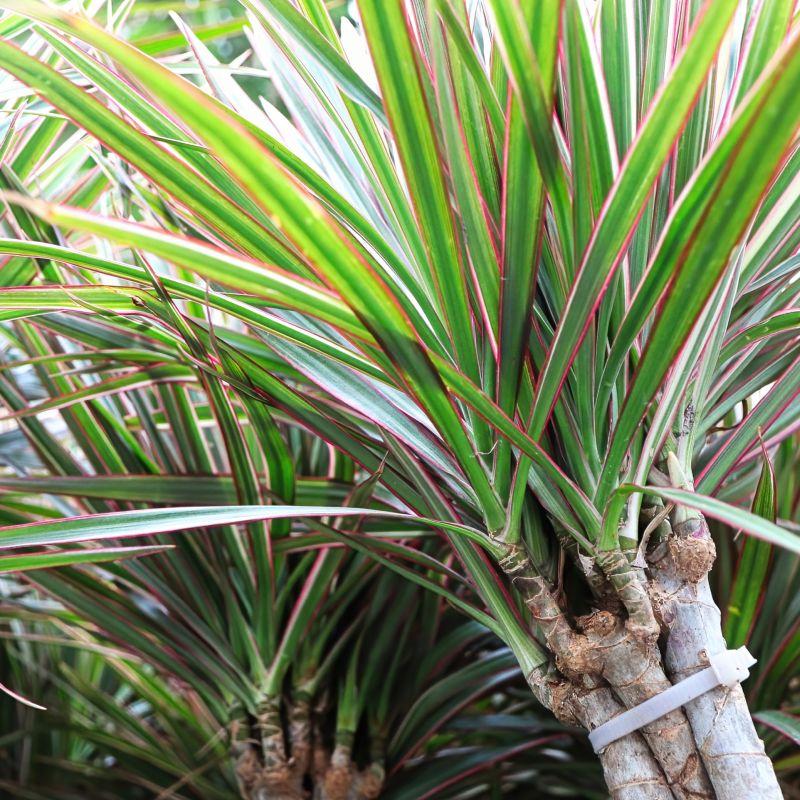 Dracaena Marginata 'bicolor' - View 12 from www redcrocus com
