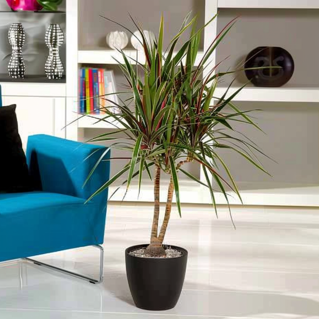 Dracaena Marginata 'bicolor' - View 13 from www redcrocus com
