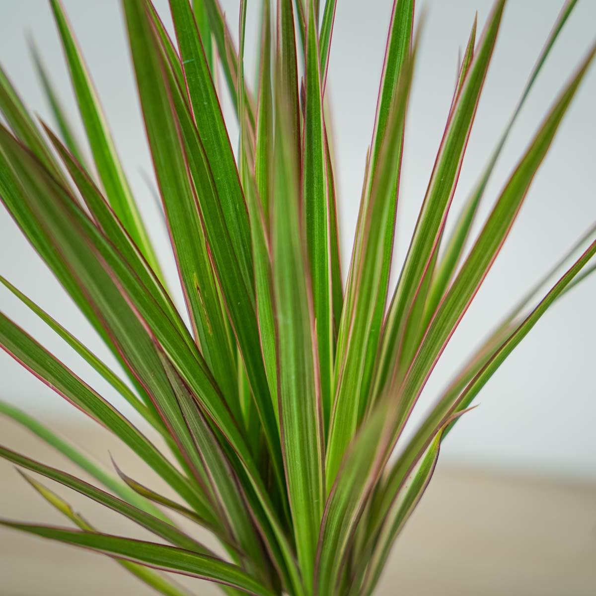 Dracaena Marginata 'bicolor' - View 14 from www redcrocus com