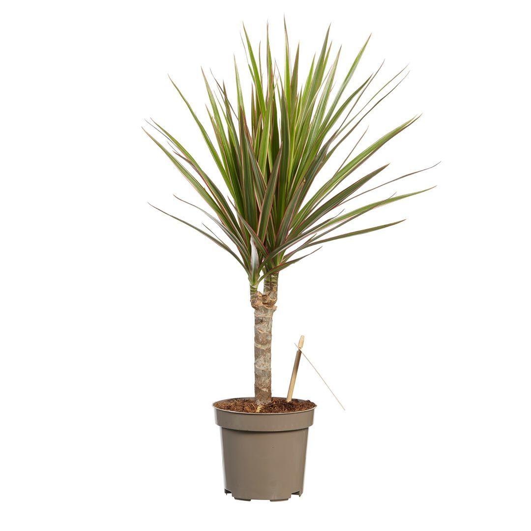 Dracaena Marginata 'bicolor' - View 15 from www redcrocus com