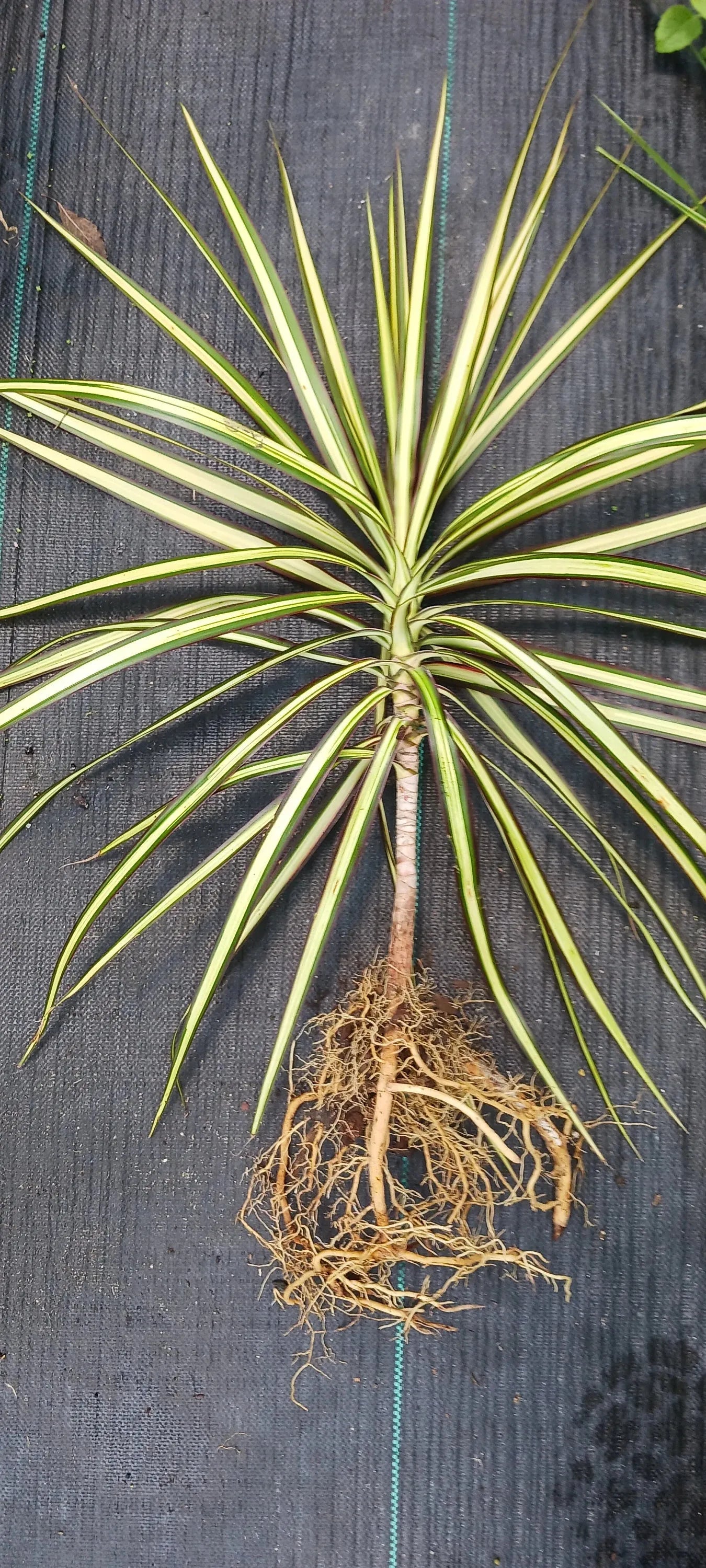 Dracaena Marginata 'bicolor' - View 17 from www redcrocus com