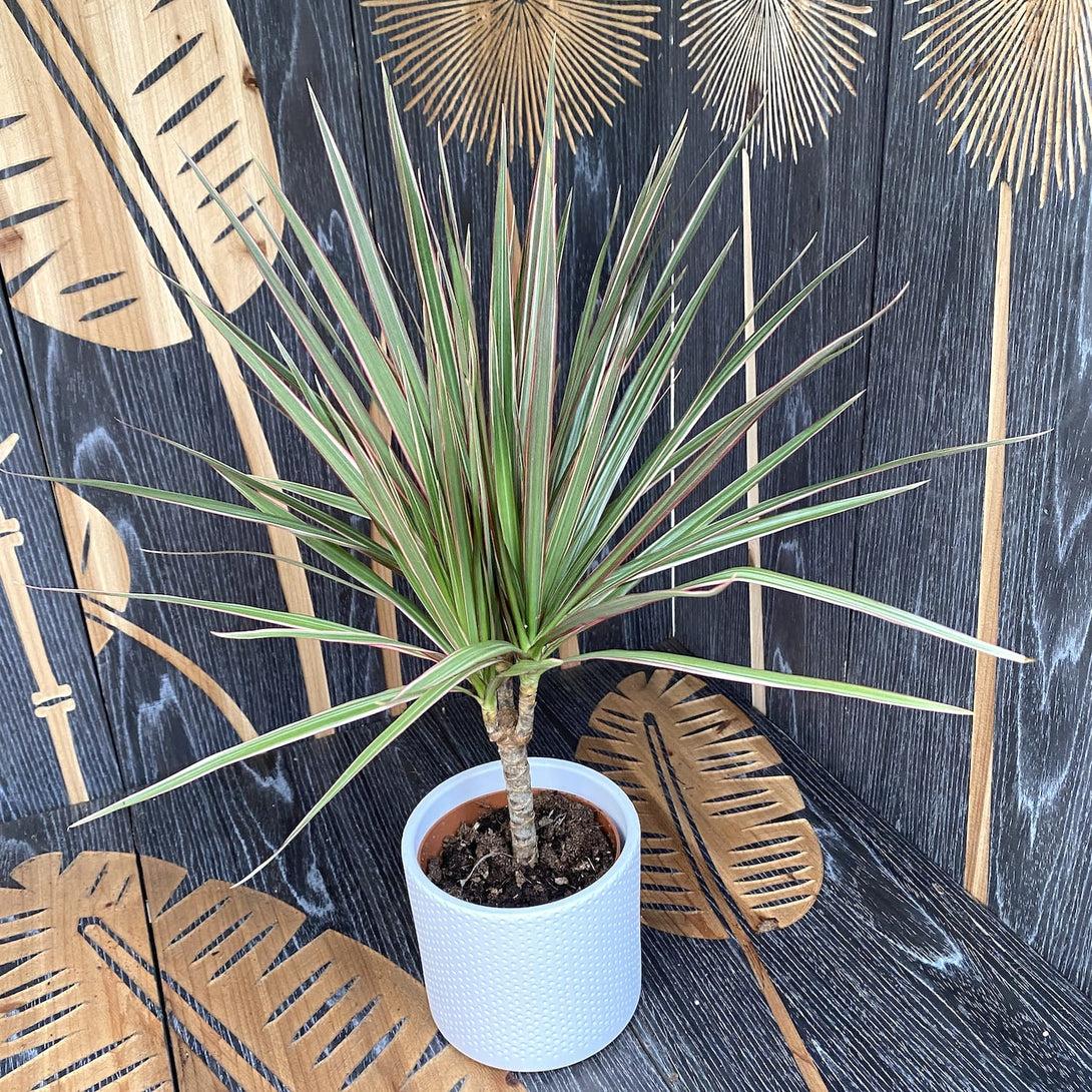 Dracaena Marginata 'bicolor' - View 17 from www redcrocus com