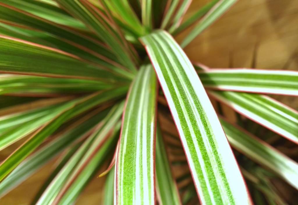Dracaena Marginata 'bicolor' - View 18 from www redcrocus com