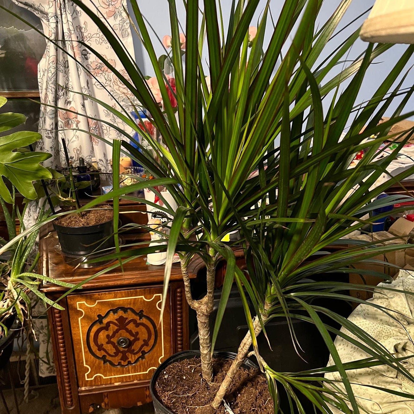 Dracaena Marginata 'bicolor' - View 19 from www redcrocus com