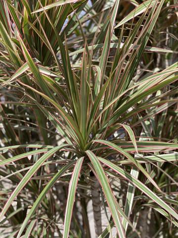 Dracaena Marginata 'bicolor' - View 20 from www redcrocus com