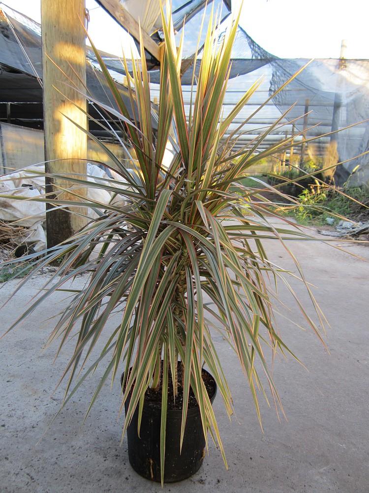 Dracaena Marginata 'bicolor' - View 3 from www redcrocus com