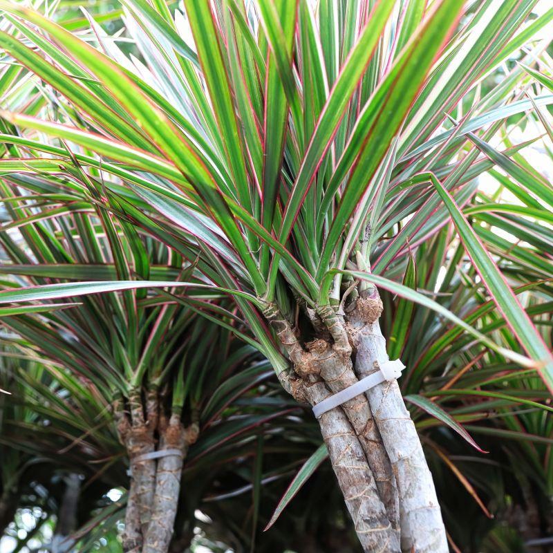 Dracaena Marginata 'bicolor' - View 4 from www redcrocus com